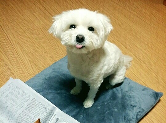낼름족발 이미지