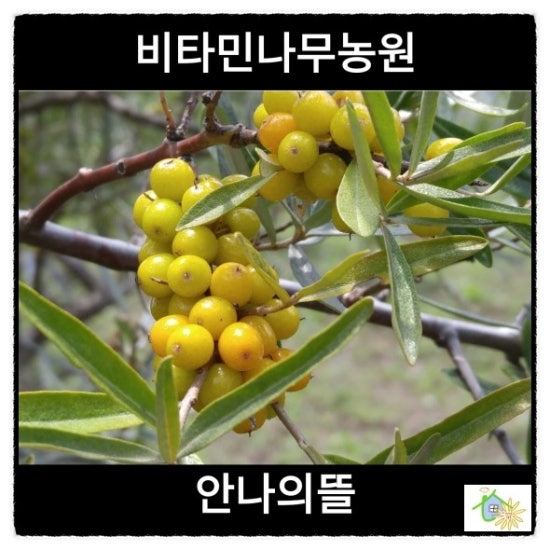 안나의뜰 이미지