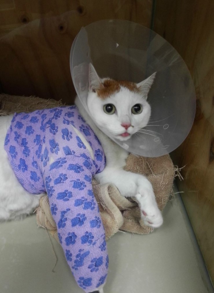 가락헤어 이미지