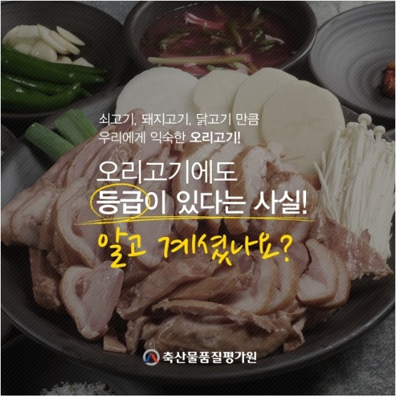 와~오리닭 이미지