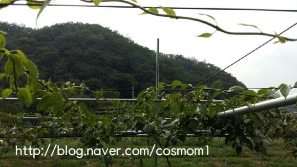 (주)넝쿨 이미지