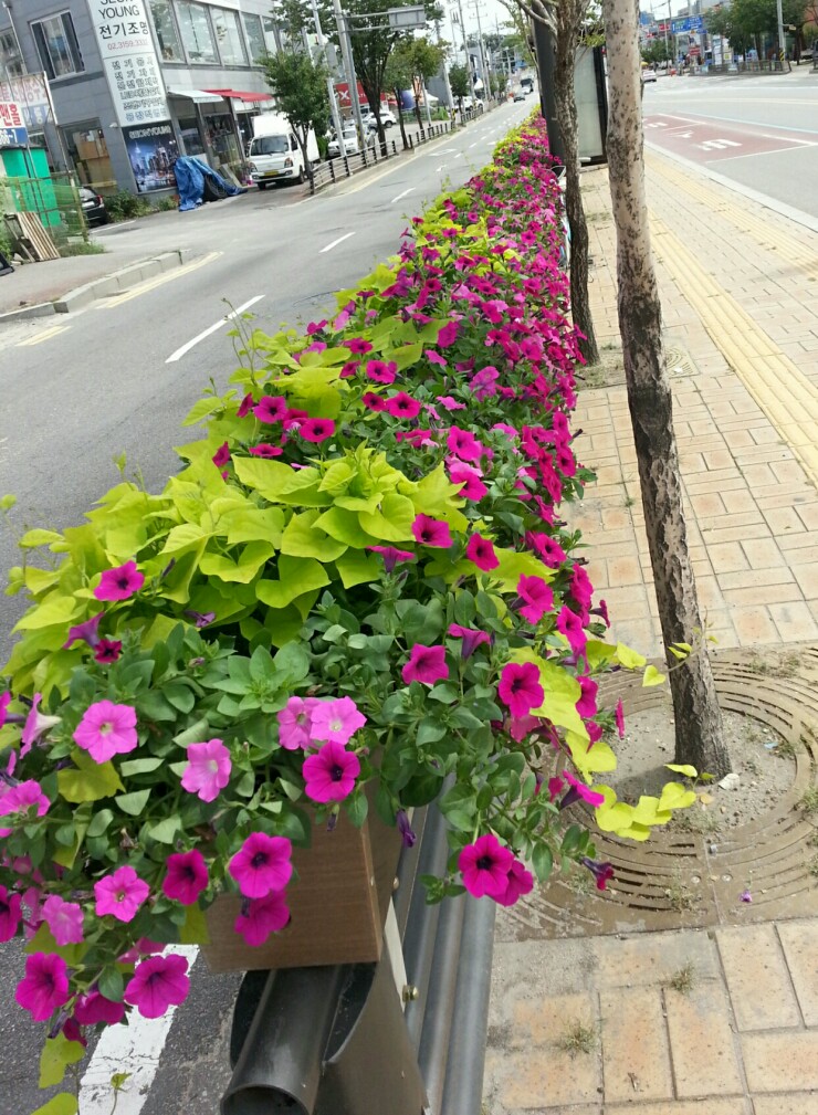 피구유통 이미지