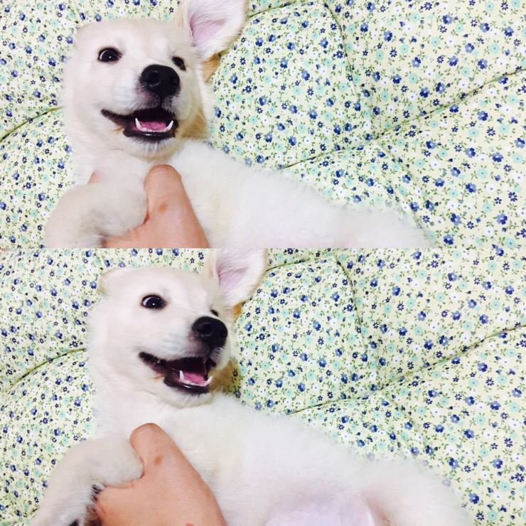 하치 이미지