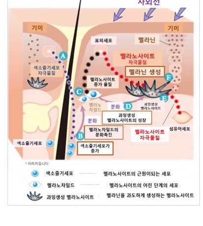 아르센트 이미지