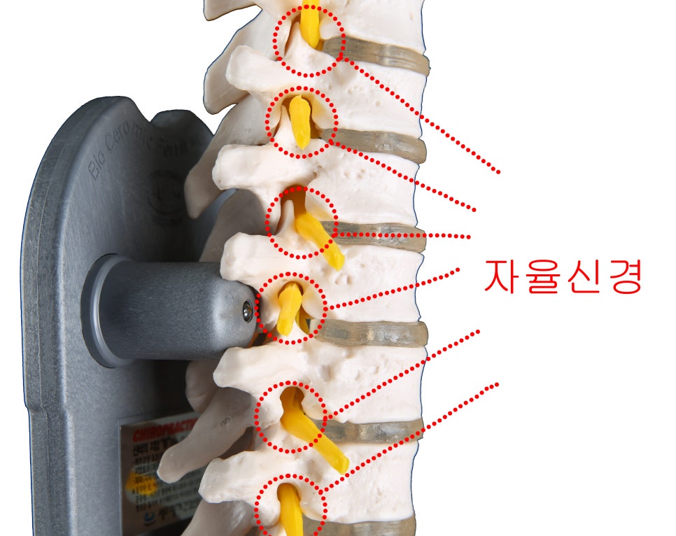 세라핑 이미지