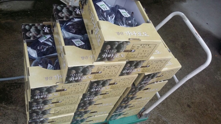 통통과일 이미지