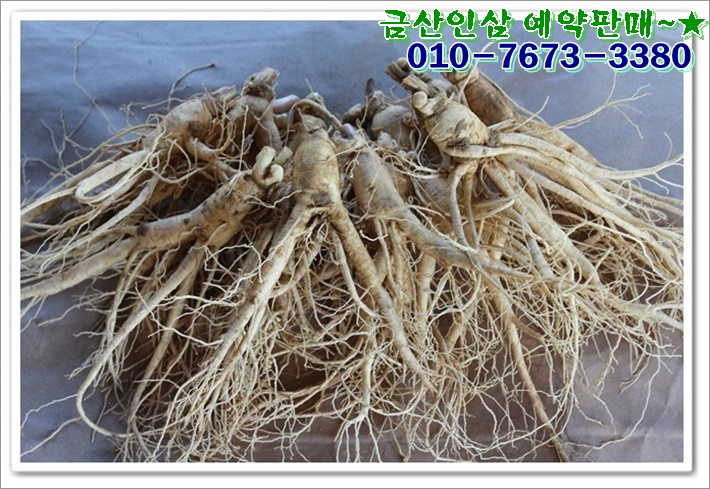금산인삼 이미지