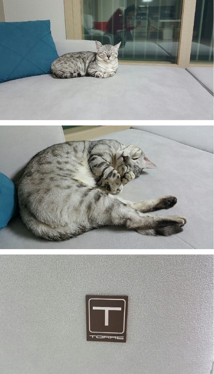 쇼파사랑 이미지