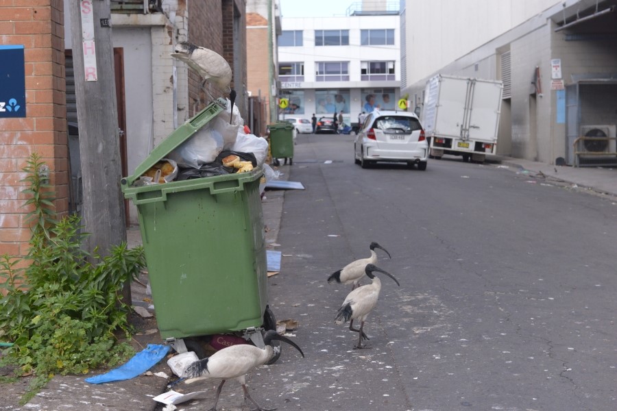 아이비스(ibis) 이미지
