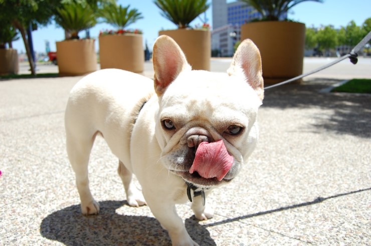 불독(bulldog) 이미지