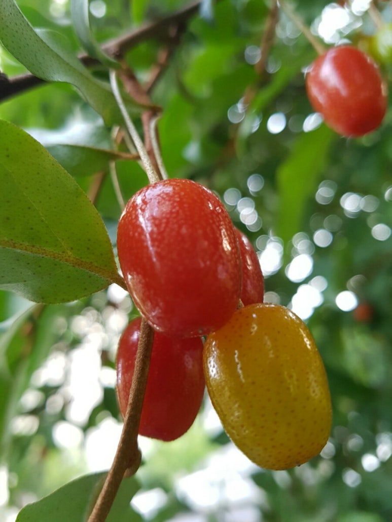 토종산야초 이미지
