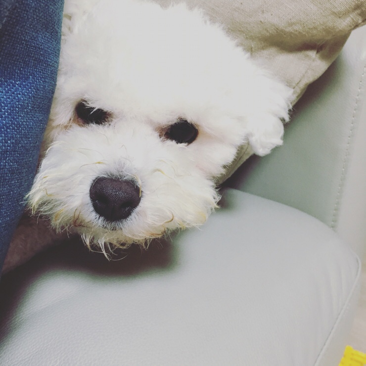 말랑 이미지