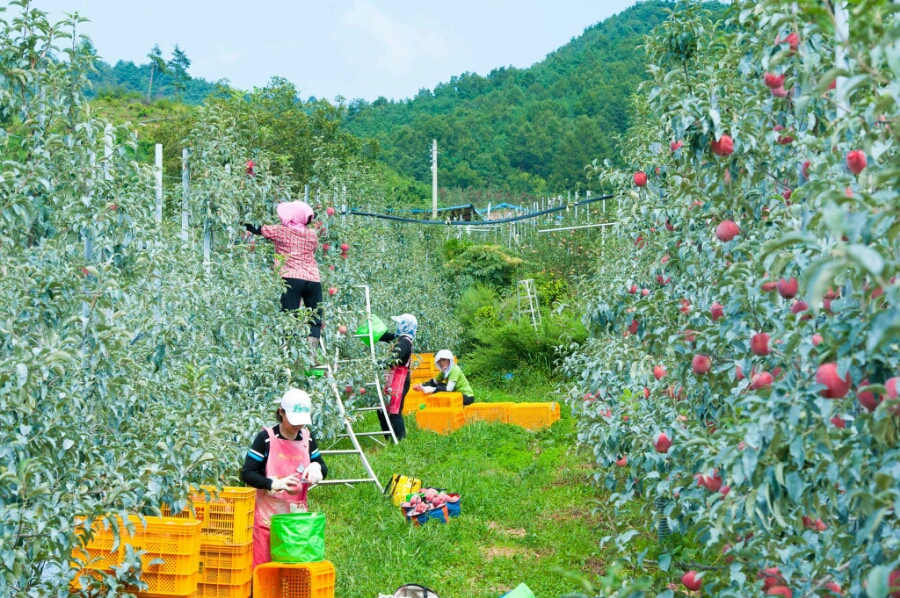 거창사과 이미지