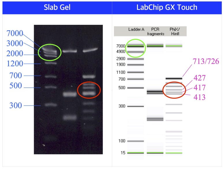 [PerkinElmer]자동전기영동장치 / LabChip GX Touch Automated Capillary