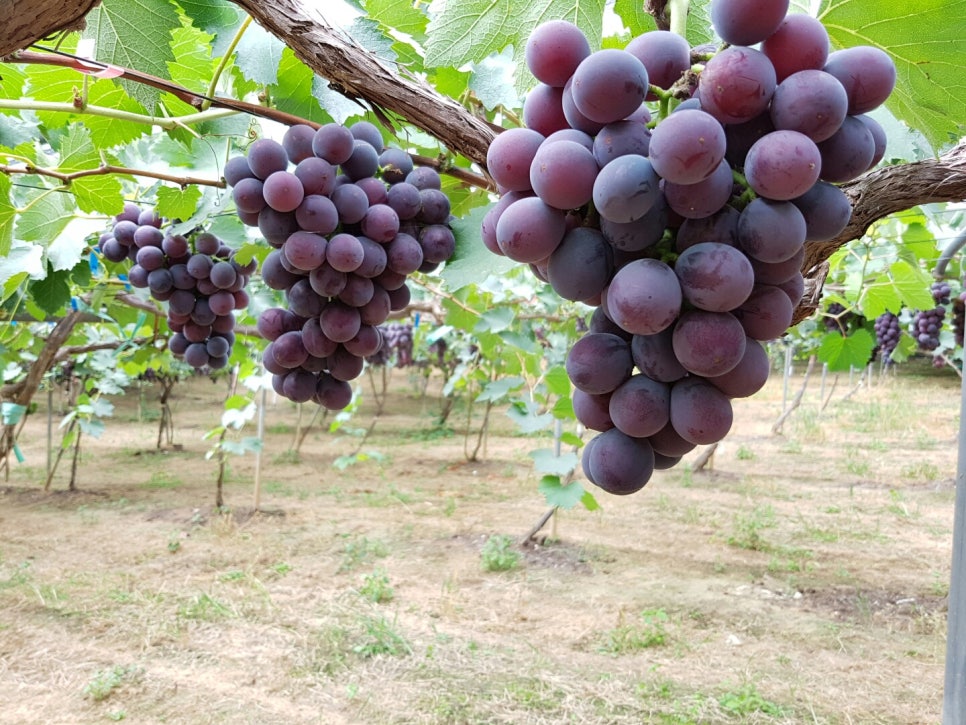 산포도원 이미지