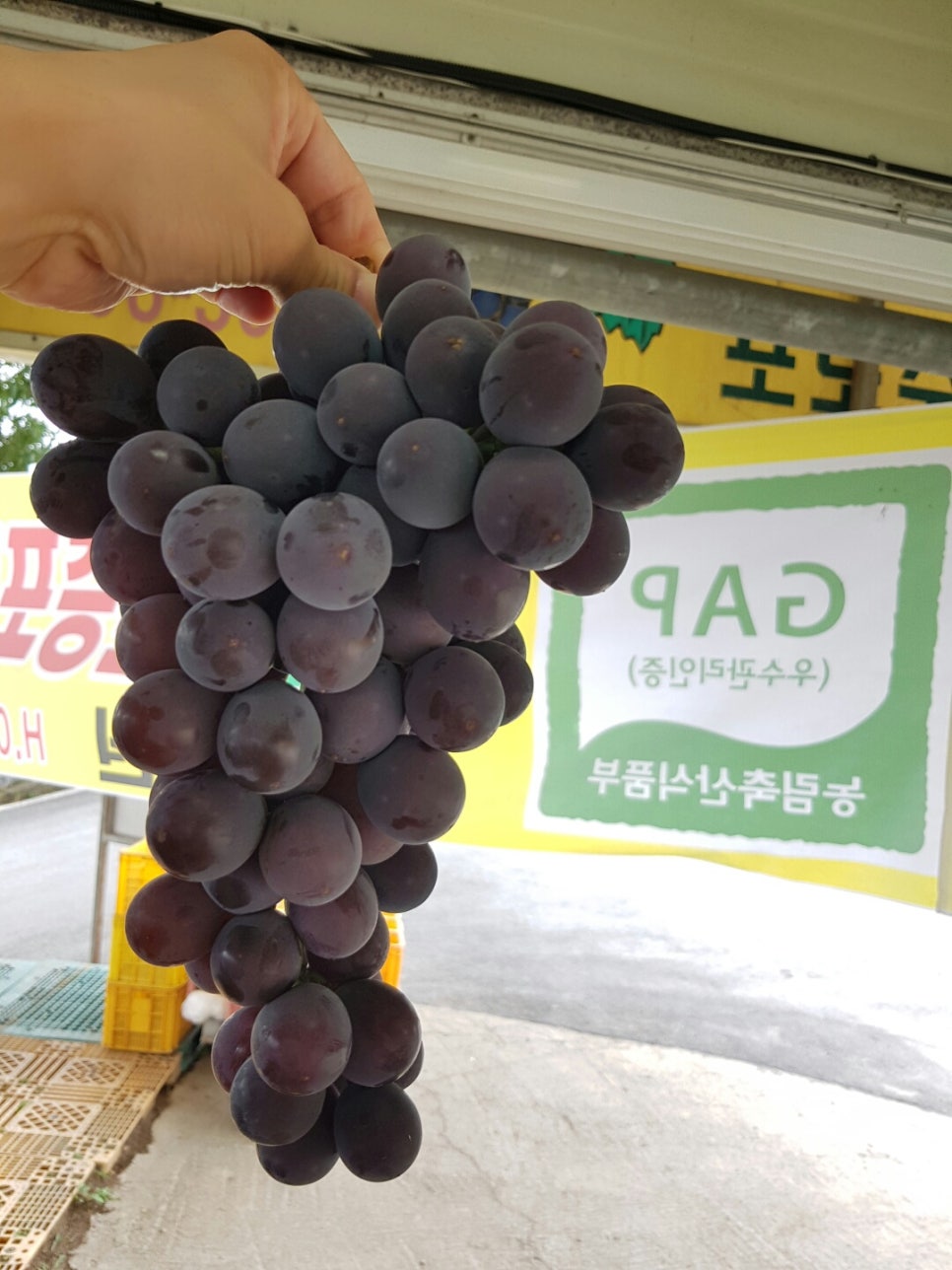 산포도원 이미지
