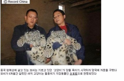 시크헤어 이미지