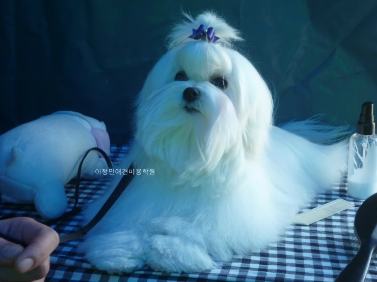 이정민애견미용학원 이미지