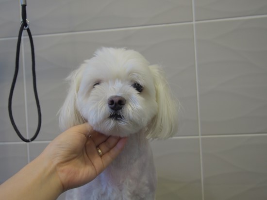 콩이 이미지