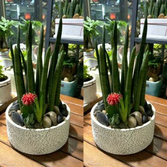 인사동다육 이미지