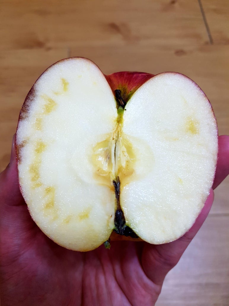 사과초원 이미지