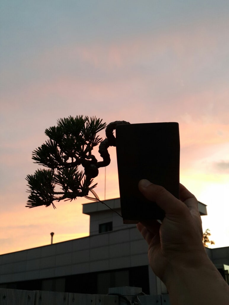 해송 이미지