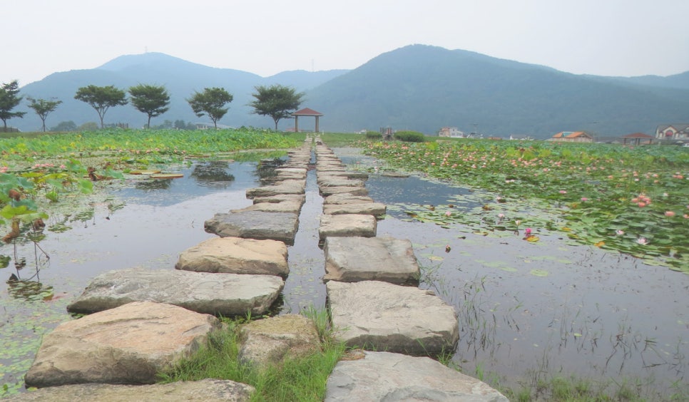 초록연꽃 이미지