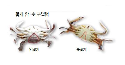 슈퍼꽃게 이미지