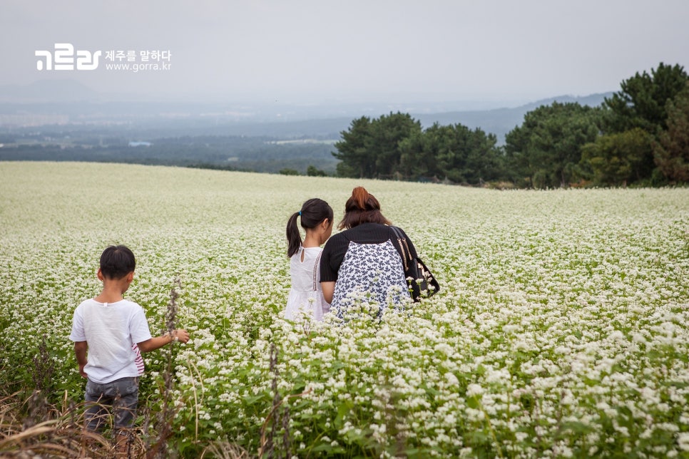 농업회사법인제주오라(유) 이미지