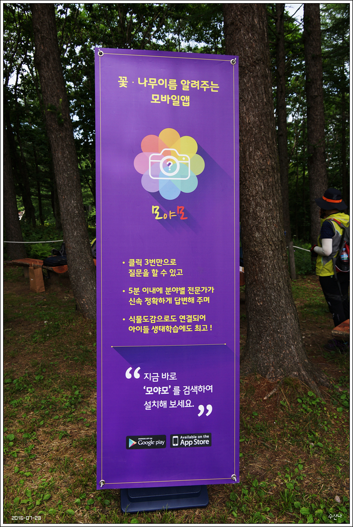 매일홍 이미지