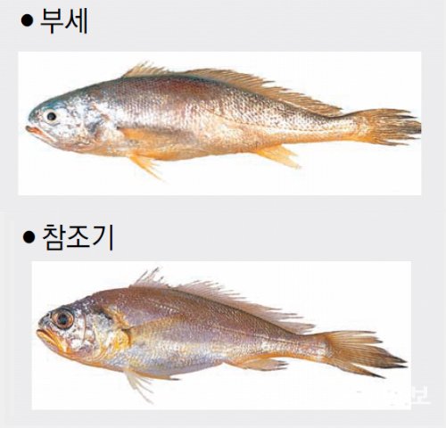 국내산 참조기와 부세조기 차이점 - 명품 ‘굴비’ 속지 않고 제대로 사려면? : 네이버 블로그