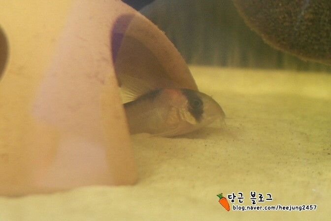 코리하우스 이미지