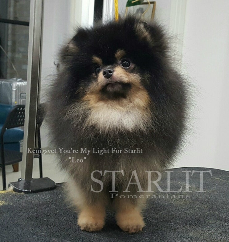 스타릿(starlit) 이미지