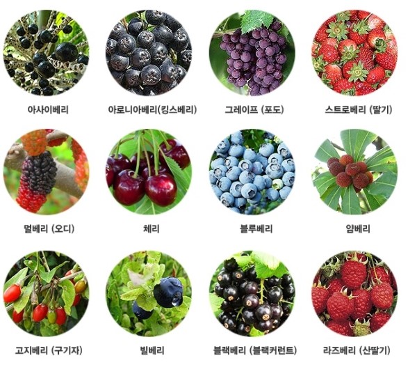 콩이랑 베리랑 이미지