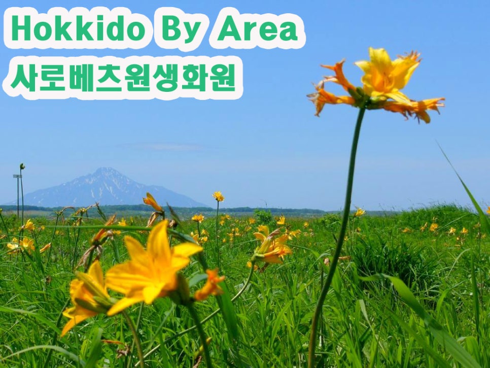 대지화원꽃 이미지