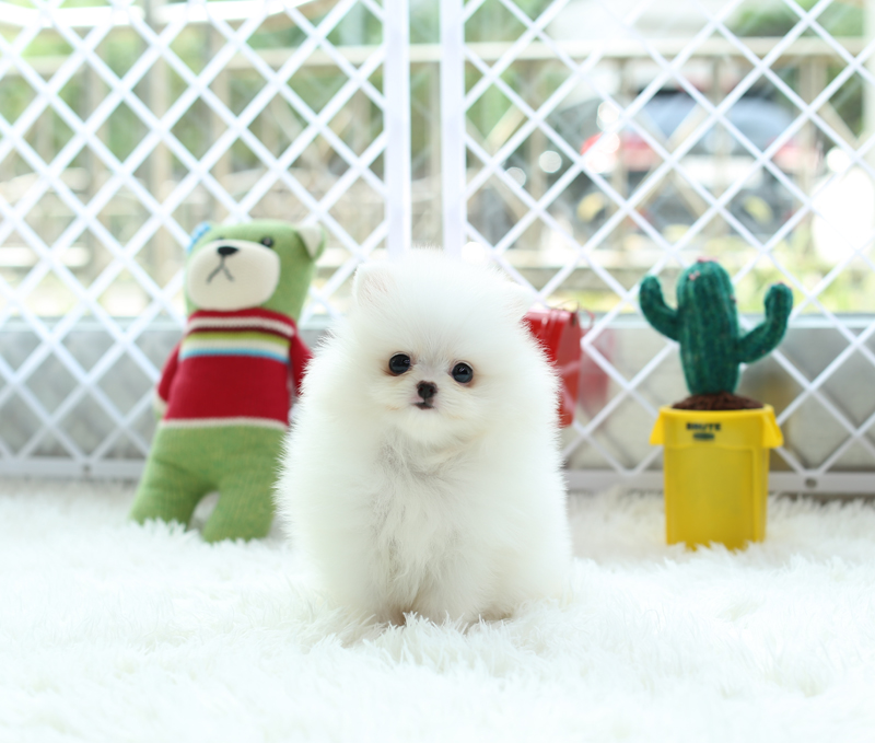 뽀솜이 이미지
