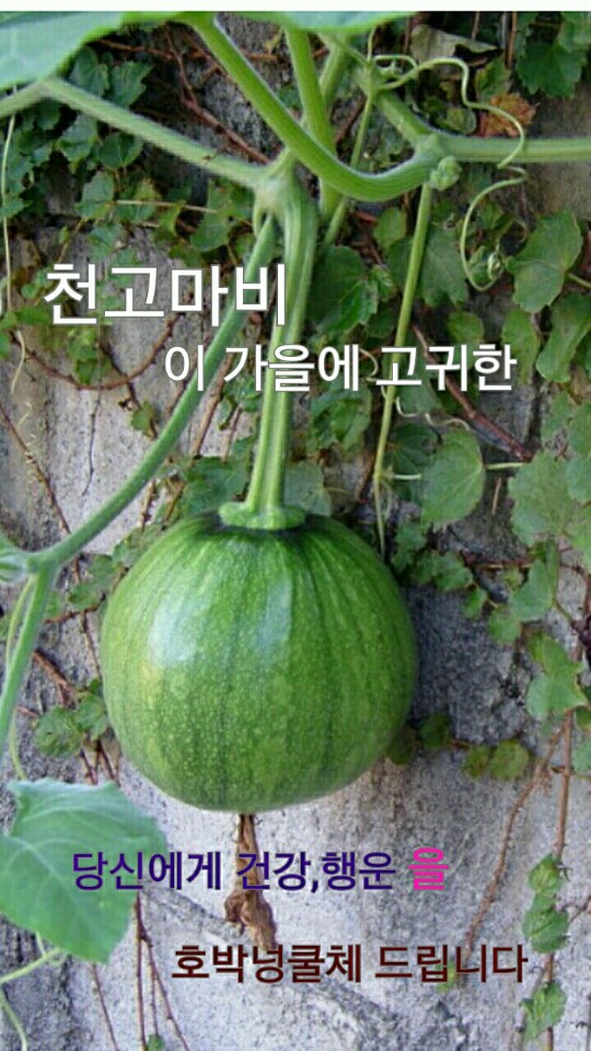 호박이넝쿨채로 이미지
