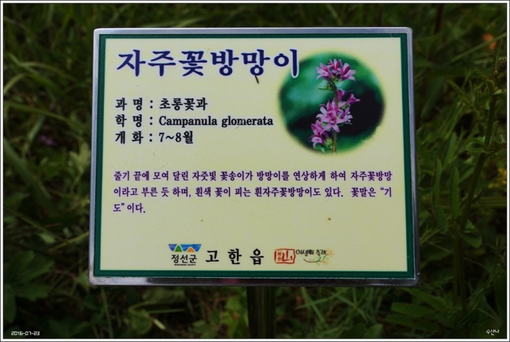 매일홍 이미지