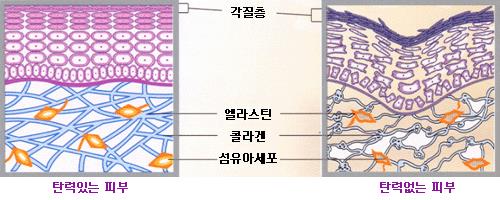 피부본연 이미지