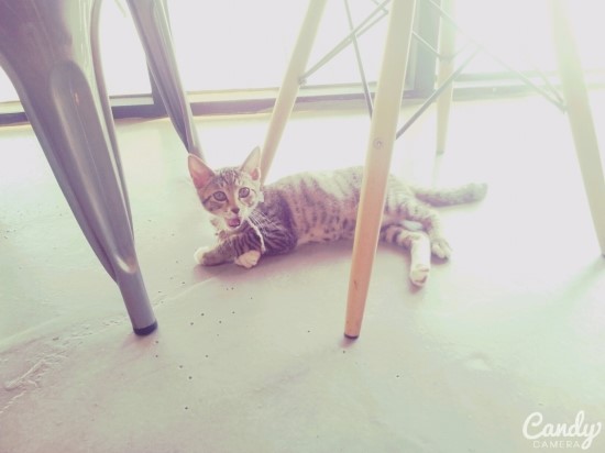 봄bom 이미지