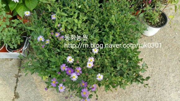 청하조경 이미지