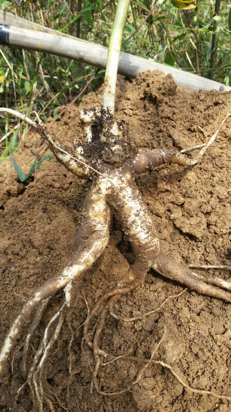 산골이야기 이미지