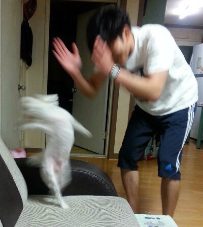 제주흑다돈 이미지