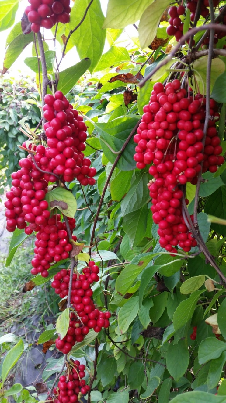 산골이야기 이미지