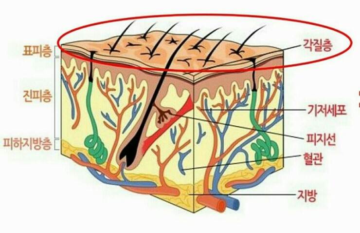 쥬단학 이미지