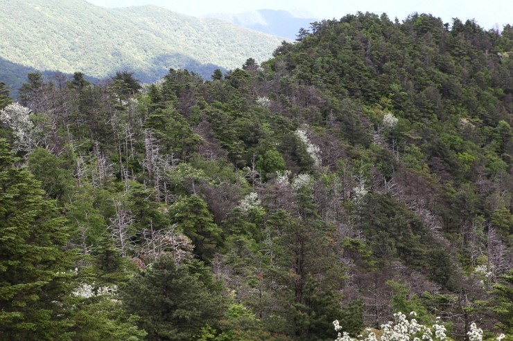 지리산큰나무 이미지