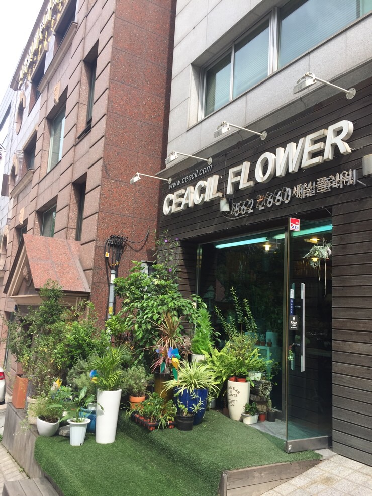 세실플라워 이미지