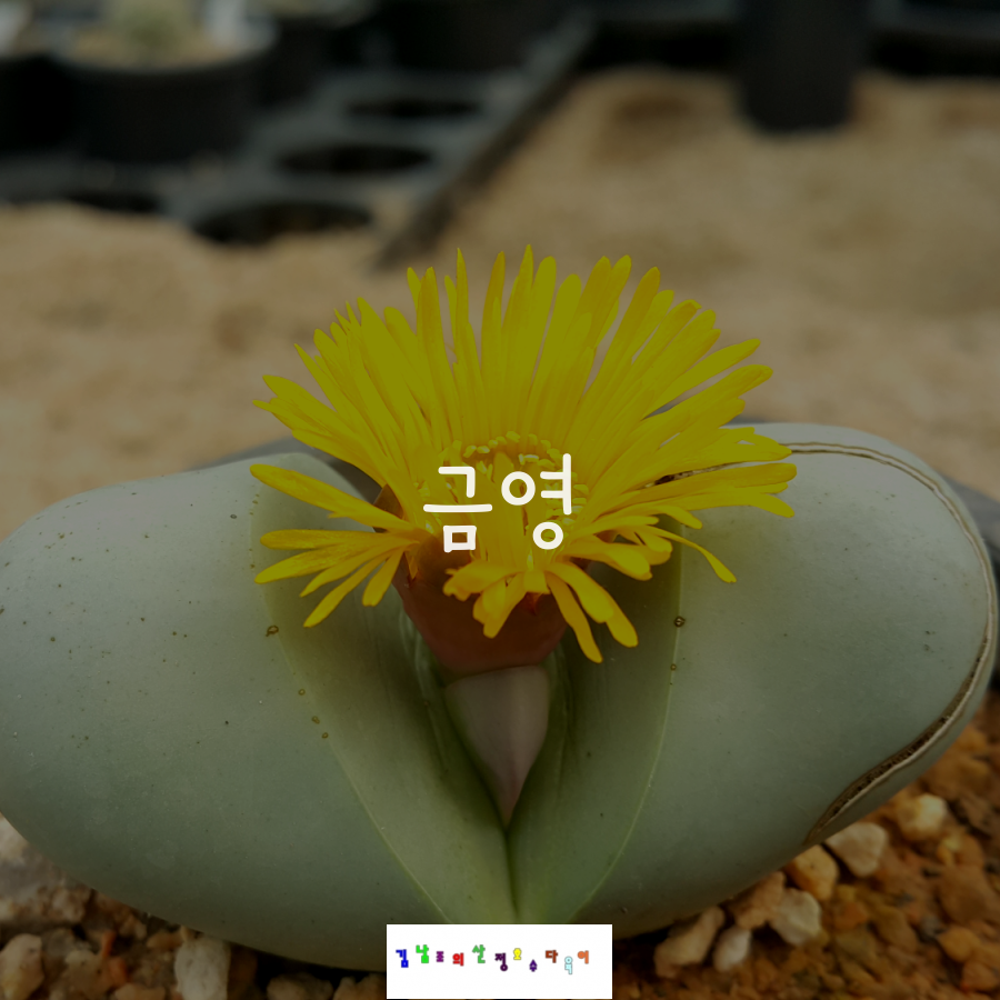 꽃과다육 이미지