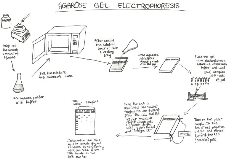 [PerkinElmer]자동전기영동장치 / LabChip GX Touch Automated Capillary