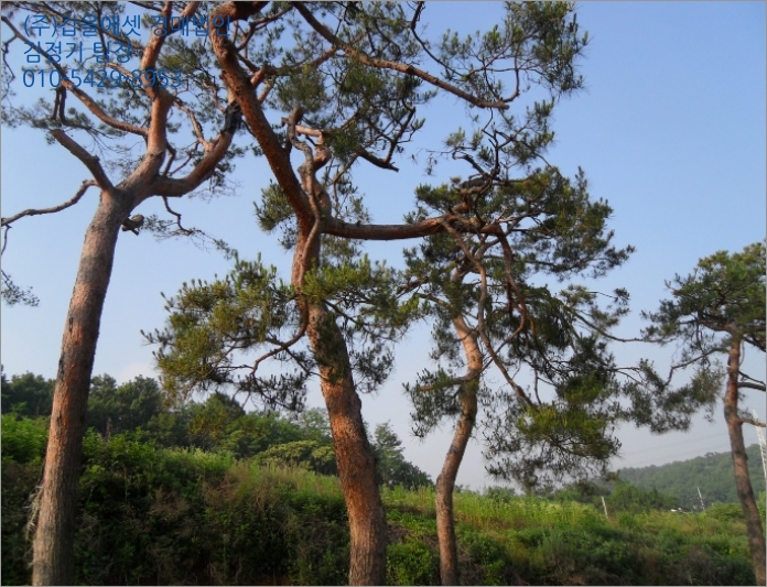 상록주유소 이미지